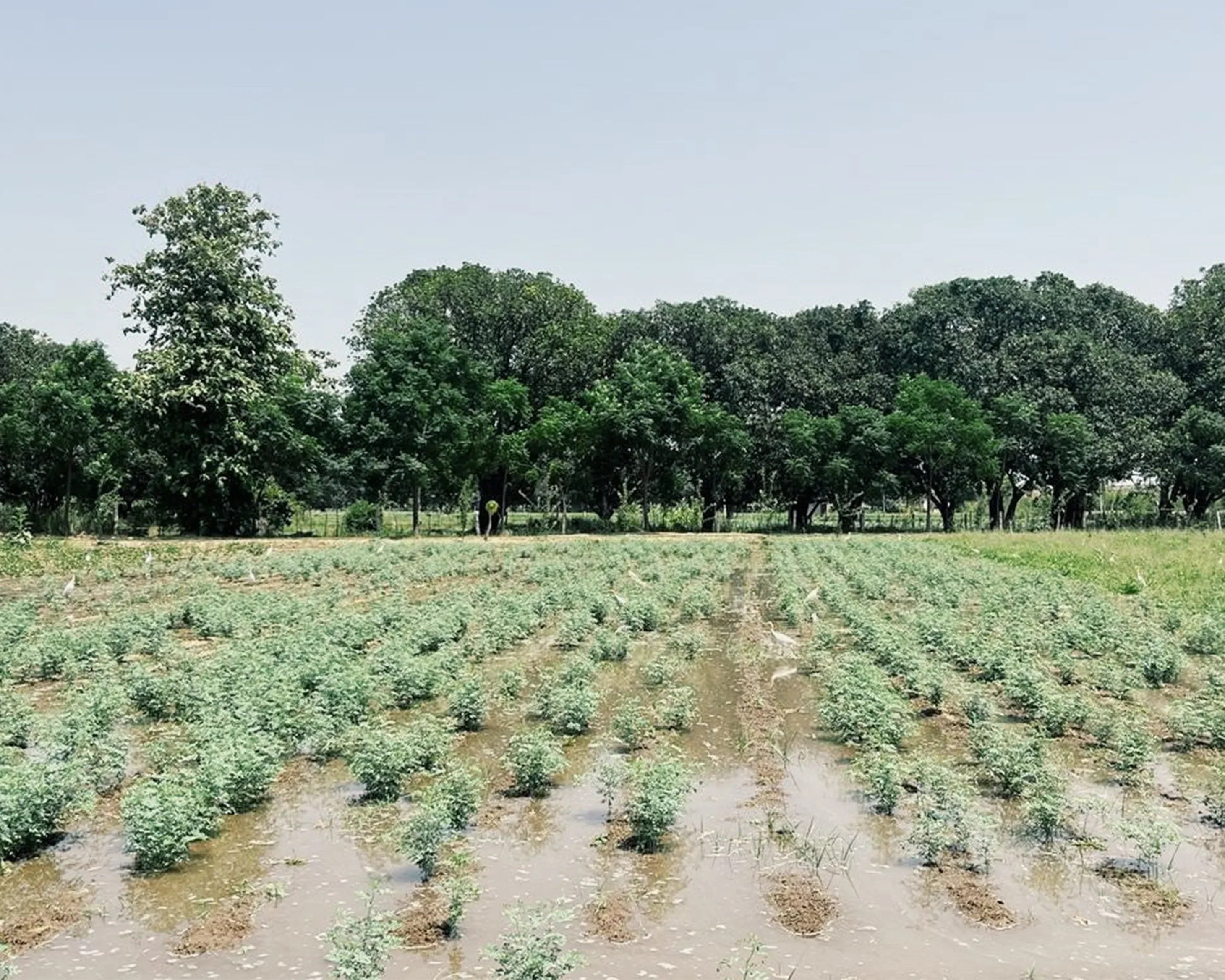 The Cultivation of Indigo in Hapur: A Journey into Natural Dyeing