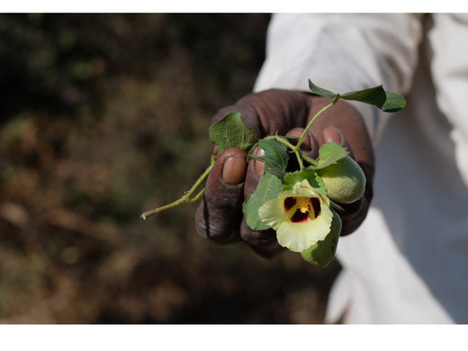 Indigenous Organic Cotton and the Artisans Who Grow and Weave It