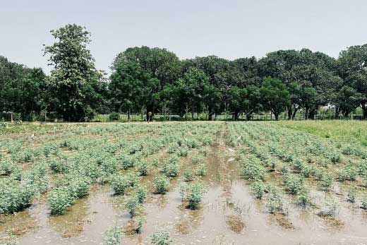 The Cultivation of Indigo in Hapur: A Journey into Natural Dyeing